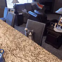 kitten waving from chair