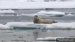 Polar bear catches seal on ice