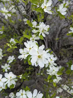 white blossoms on a tree branch