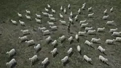 Sheep form a circle around a person