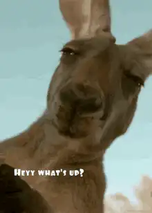 Kangaroo Heyy What's Up