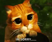 Sad orange cat saying im sorry