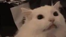 White cat looks up then disappears