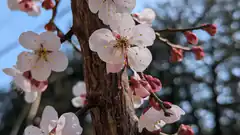 close-up of white cherry blossoms on a tree branch