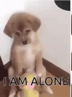 Sad puppy I am alone