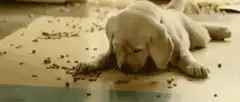 Puppy eating kibble off the floor