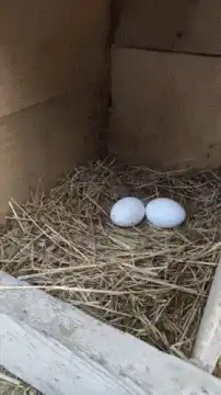 Black cat finds eggs in a nest