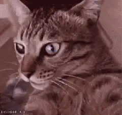 Cat with wide shocked eyes