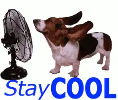 Basset Hound Dog Enjoying Fan