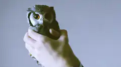 Owl held in hand