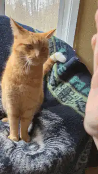 orange cat kicks foot