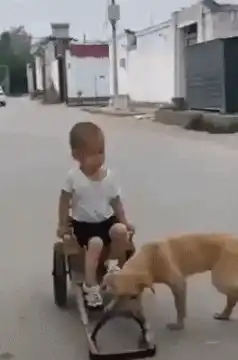 dog pulling child in wooden cart