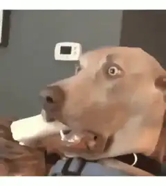 Dog with wide eyes chewing a bar