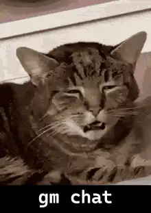 Cat saying gm chat