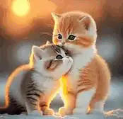 Cute kittens and cats