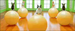 Cats sitting behind large yellow balls