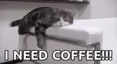 Tired cat needs coffee
