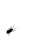 bug crawling on white background