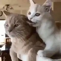 Kitten licking adult cat ear