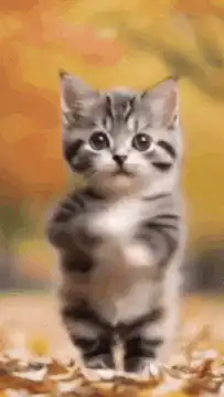 Cute kitten dancing in autumn leaves