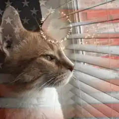 cat fireworks overlay