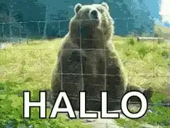 Bear waving hello