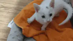 White kitten playing on orange towel