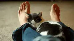 sleeping cat on lap