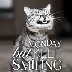 cat grimacing monday keep smiling