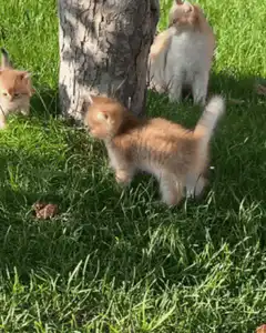 Kitten climbs tree while others watch