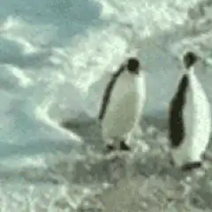 penguin falls over