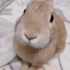 Close-up of a cute bunny twitching its nose