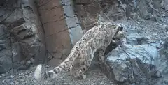 Snow leopard cubs playing on rocks