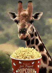 Giraffe watching popcorn