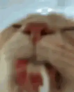 blurred cat face zooming in and out