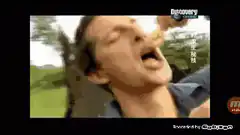 Bear Grylls eats bug and spits it out