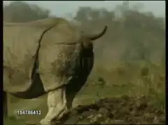 Rhinoceros defecating in the wild