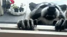 Raccoon baring teeth then smiling