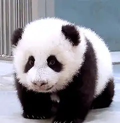 Cute baby panda walking