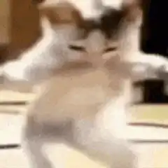 blurry dancing cat