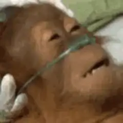 Orangutan in hospital bed with oxygen tube