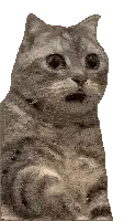 Grainy cat wide-eyed shock