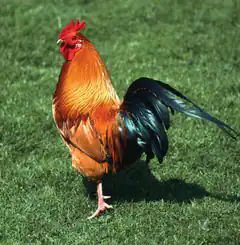 Rooster standing on grass
