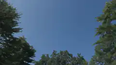 Blue sky and green trees