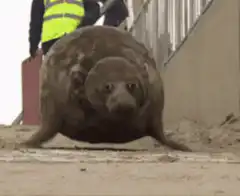 Seal crawling on sand