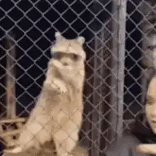 Raccoon dancing behind fence