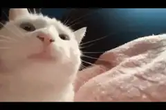 white cat rubbing face on blanket