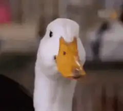 duck head bobbing