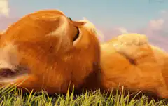 Orange cat lying in grass with big eyes