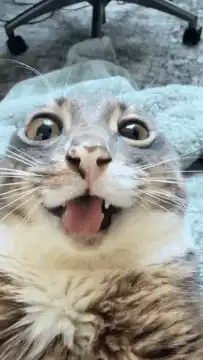 Cat with wide eyes and open mouth